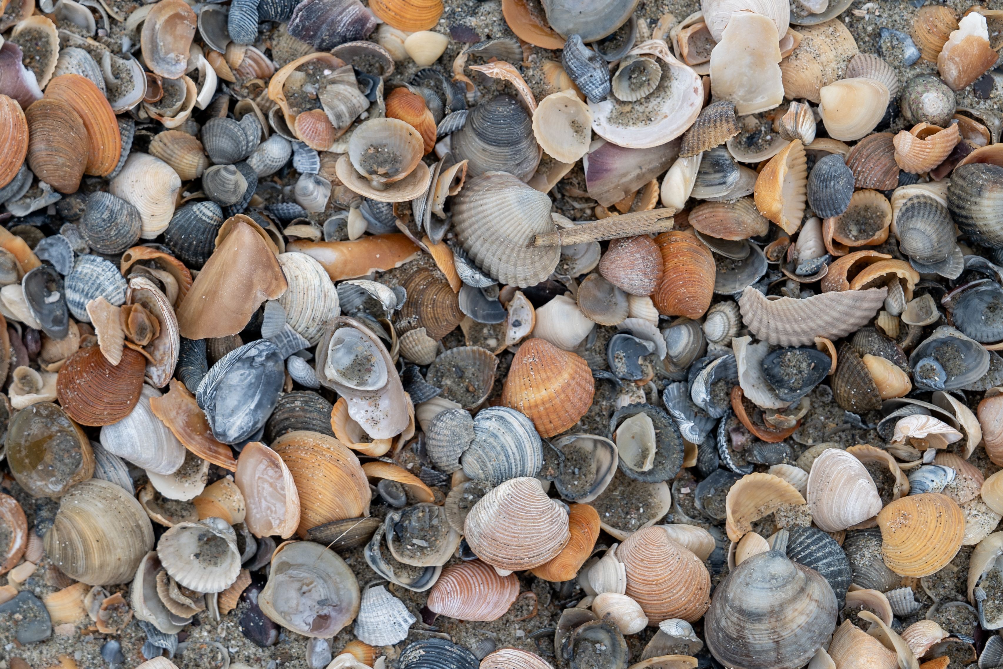 Kostenlos Kostenloses Stock Foto zu beach beauty, braune muscheln, ferien Stock-Foto