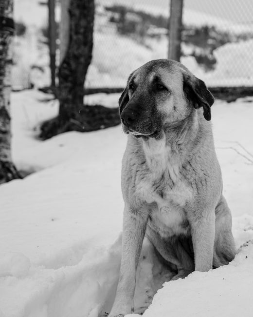 Kangal Gezi Rehberi
