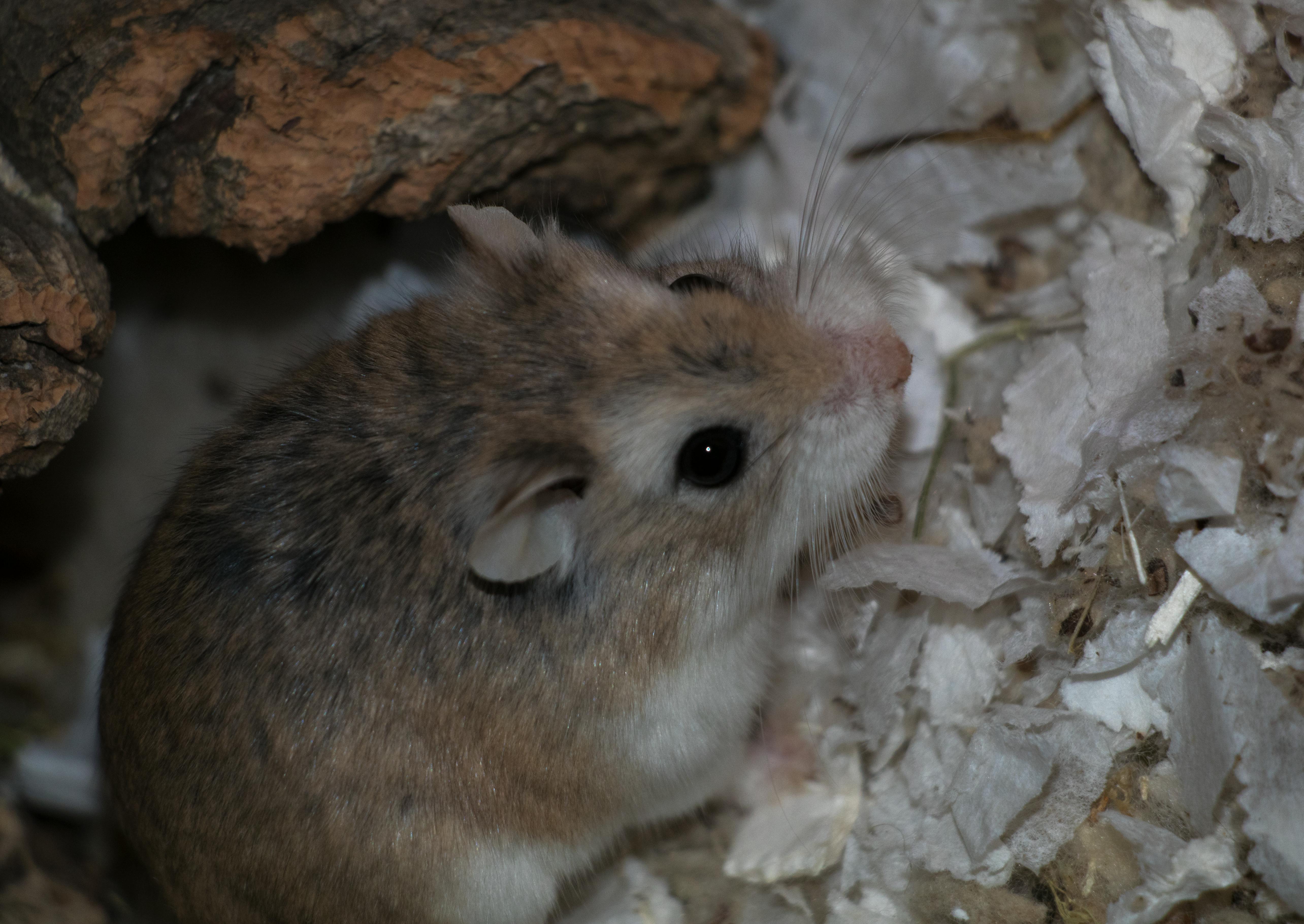 ハムスター 動物 動物の写真の無料の写真素材 ハムスター 動物 動物の写真の無料の写真素材