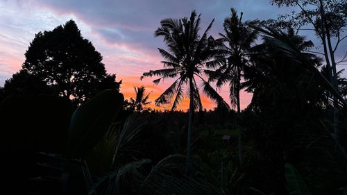 Free stock photo of bali, coconut tree, forest Stock Photo