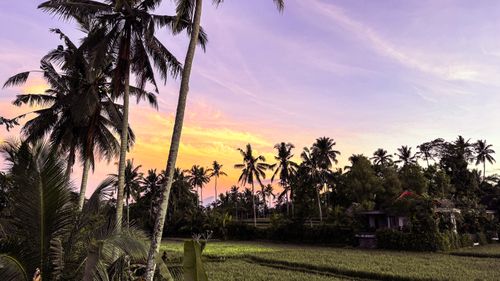 Free stock photo of bali, calm, coconut tree Stock Photo
