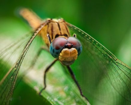 Detailed macro shot capturing a vibrant dragonfly in Ekiti, Nigeria, highlighting intricate features.
