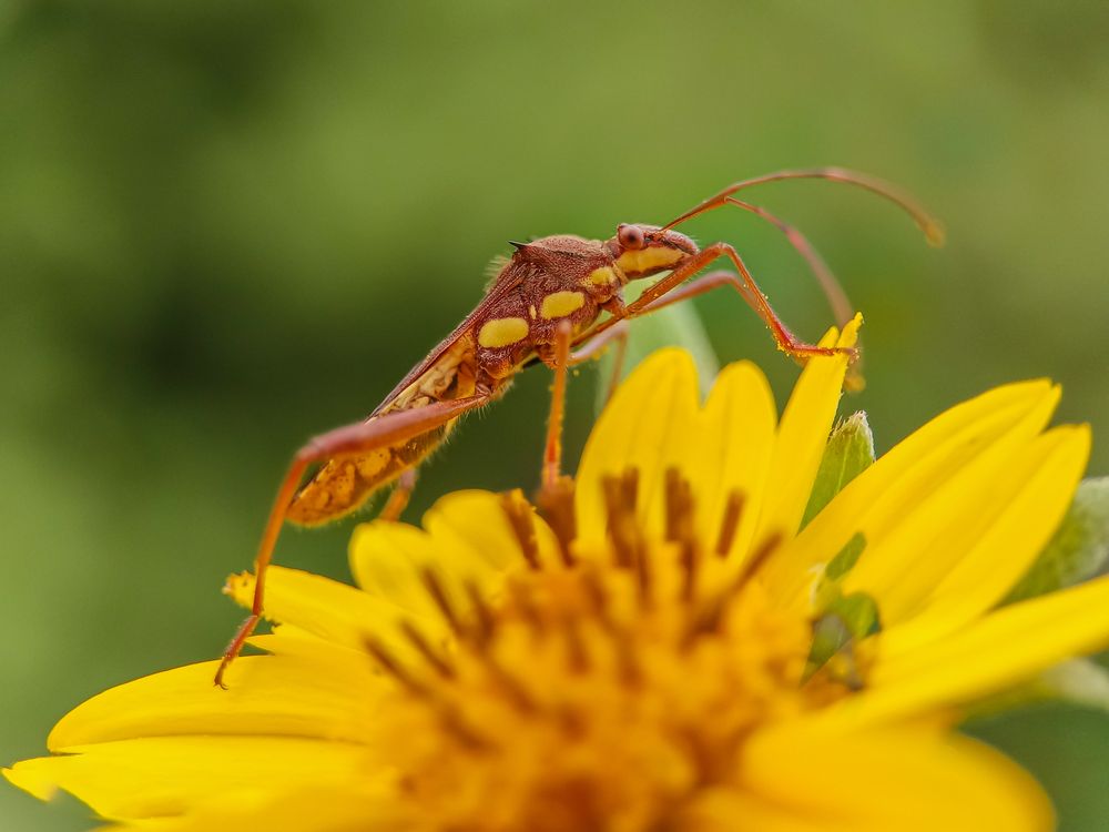 Macro Shot of Insect on Yellow Flower in Nigeria · Free Stock Photo