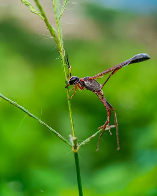 Free Macro shot of a red wasp delicately perched on a green plant stem with vivid background. Stock Photo