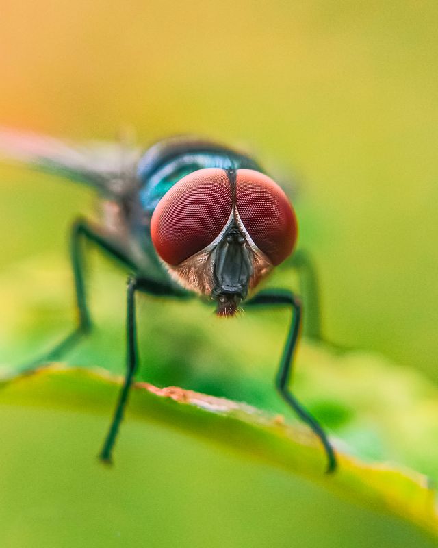蒼蠅