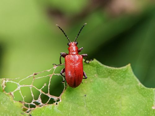 Free Vibrant close-up of a red leaf beetle on a partially eaten green leaf in Ekiti, Nigeria. Stock Photo