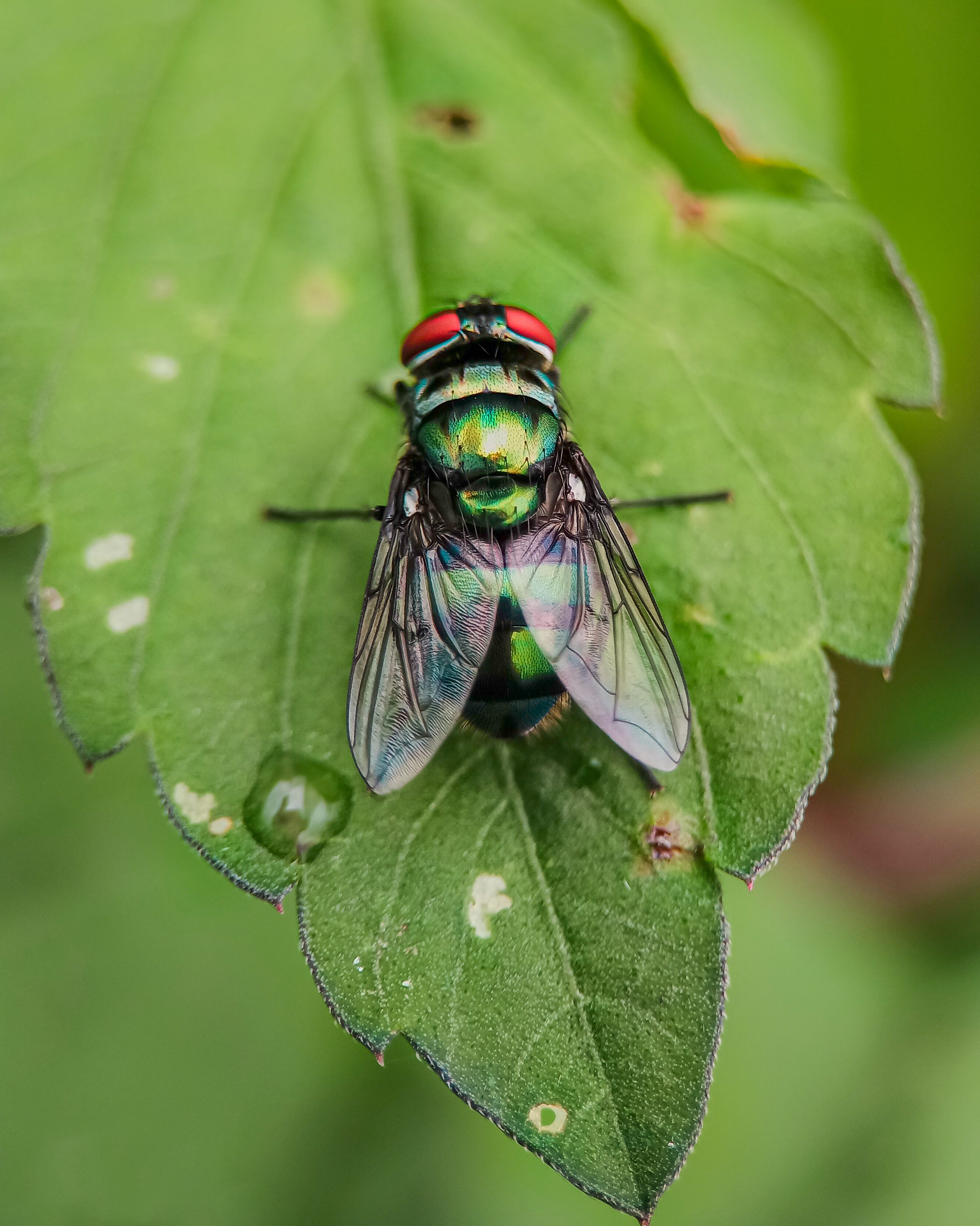 Close-up of a Green Bottle Fly on a Leaf · Free Stock Photo