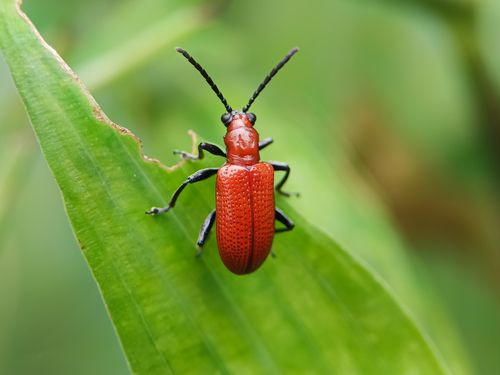Free Close-up of a red leaf beetle on a green leaf captured in Ekiti, Nigeria. Stock Photo