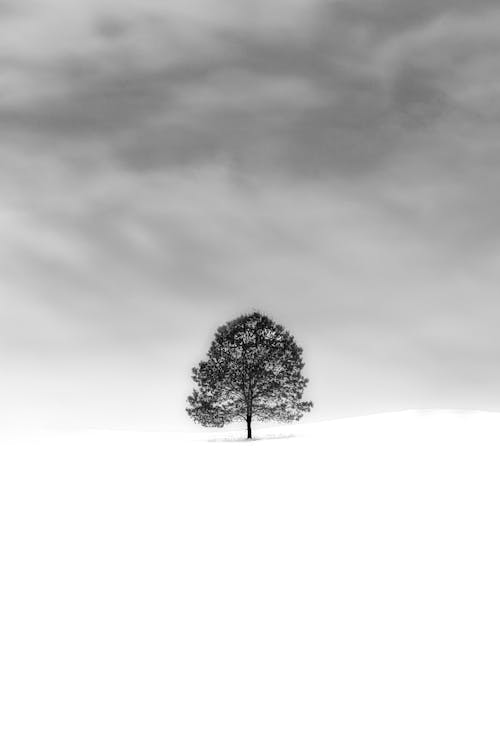 Grayscale Photo of Tree on A Snow Covered Field