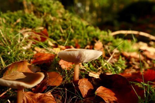 Free A detailed close-up of a mushroom surrounded by autumn foliage in a forest setting. Stock Photo