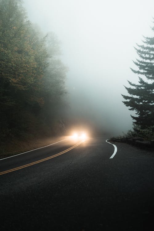 Základová fotografie zdarma na téma asfalt, auto, borovice