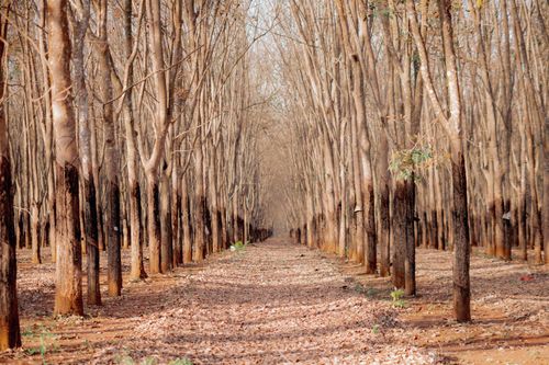 Free A tranquil view of a rubber tree plantation in Kon Tum, Vietnam, showcasing natural beauty. Stock Photo