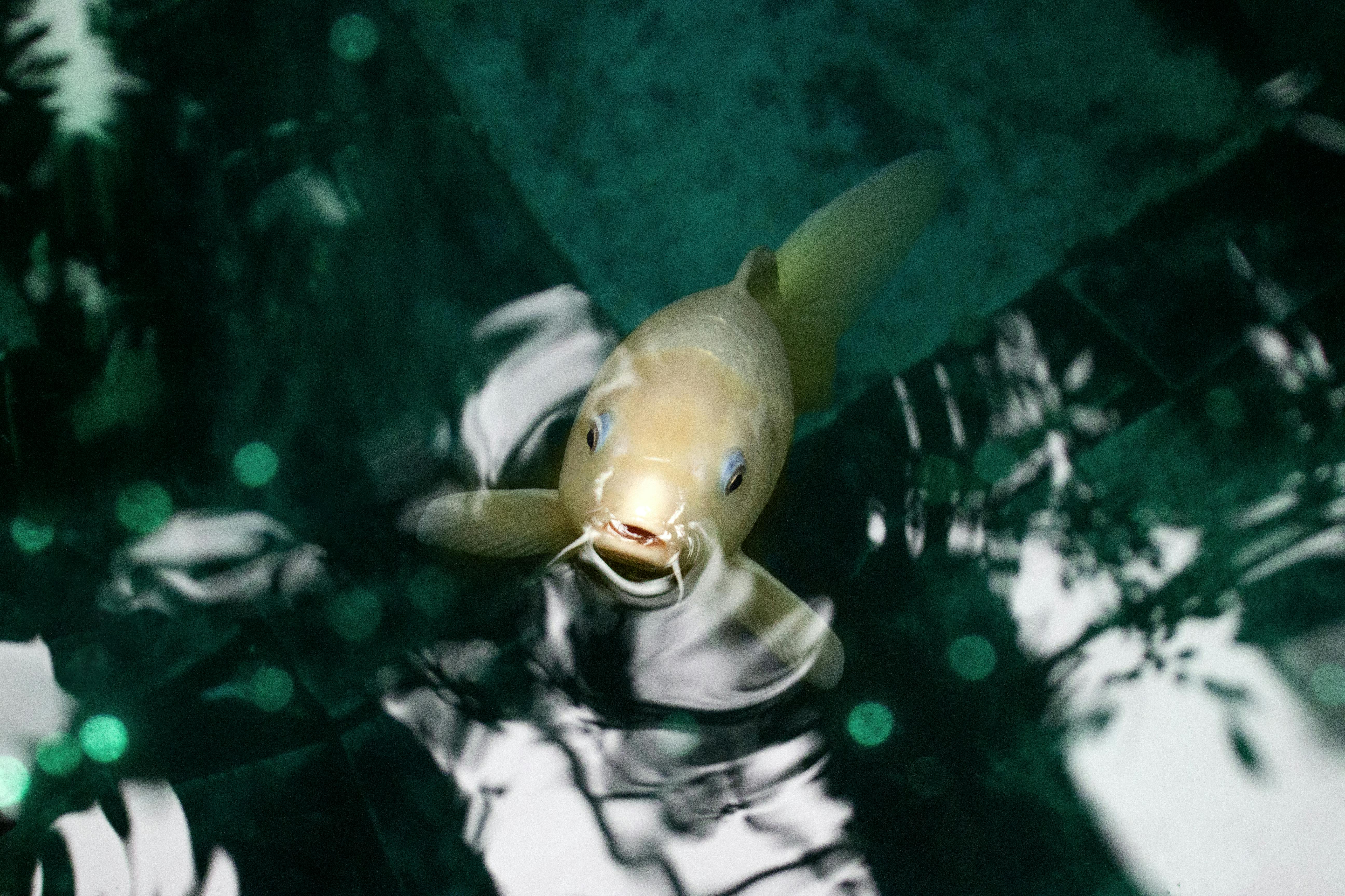 grátis Imagem serena de uma carpa koi nadando graciosamente em um lago calmo com reflexos. Foto profissional