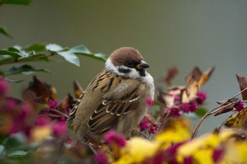 Free Eurasian Tree Sparrow perched among colorful autumn foliage, showcasing vibrant shades. Stock Photo