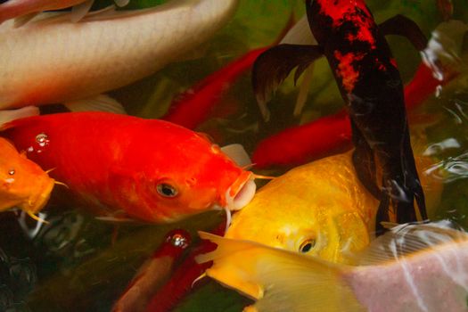 fish photo
