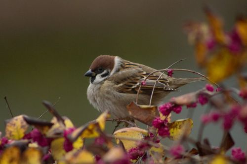 Free Eurasian Tree Sparrow perched on a branch with vibrant autumn leaves and berries. Stock Photo