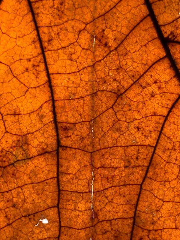 Photo by kaleef lawal on Pexels