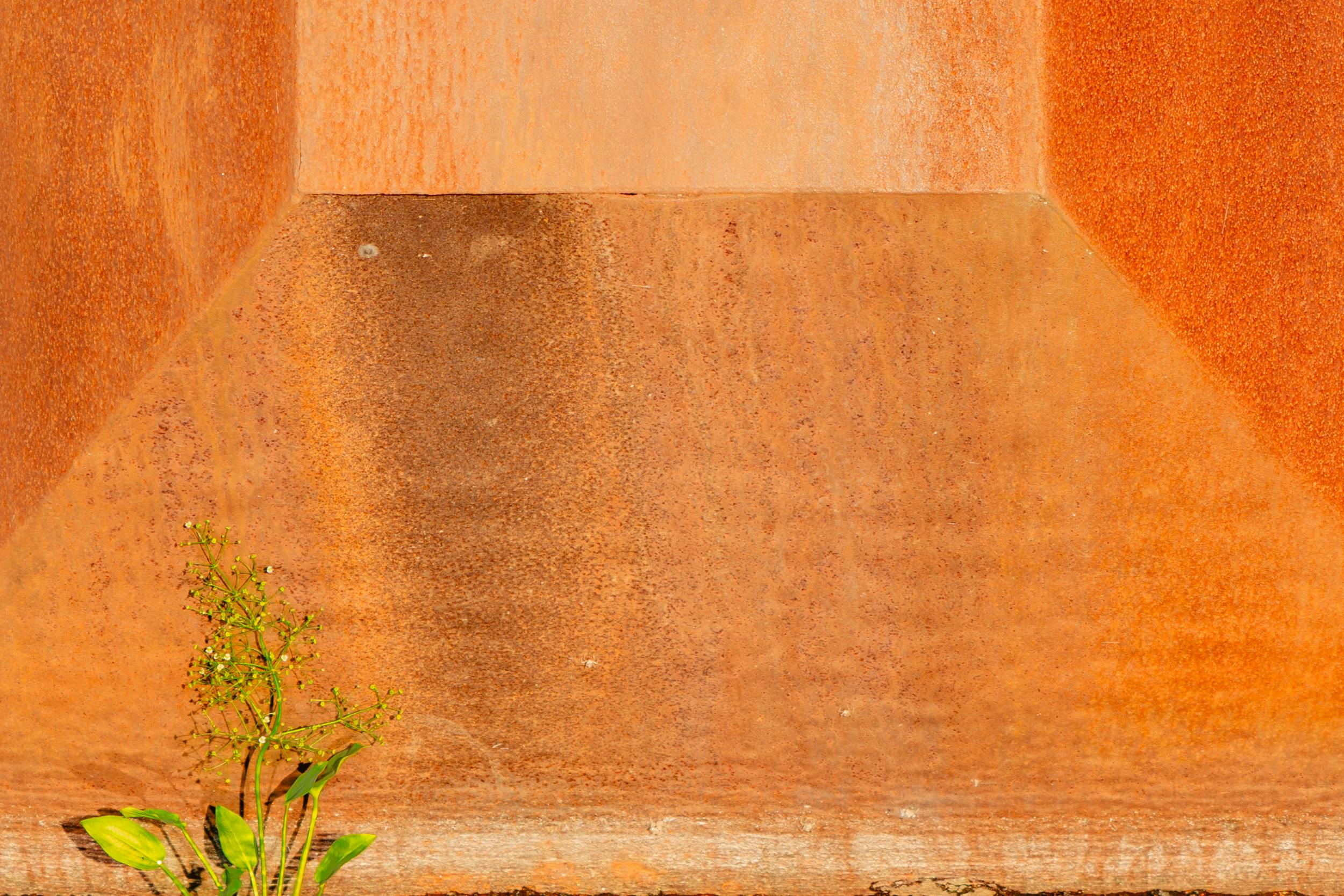 grátis Um close-up de uma superfície metálica enferrujada com uma pequena planta verde brotando na base. Foto profissional