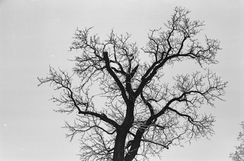Foto d'estoc gratuïta de arbre, àrid, cel malhumorat
