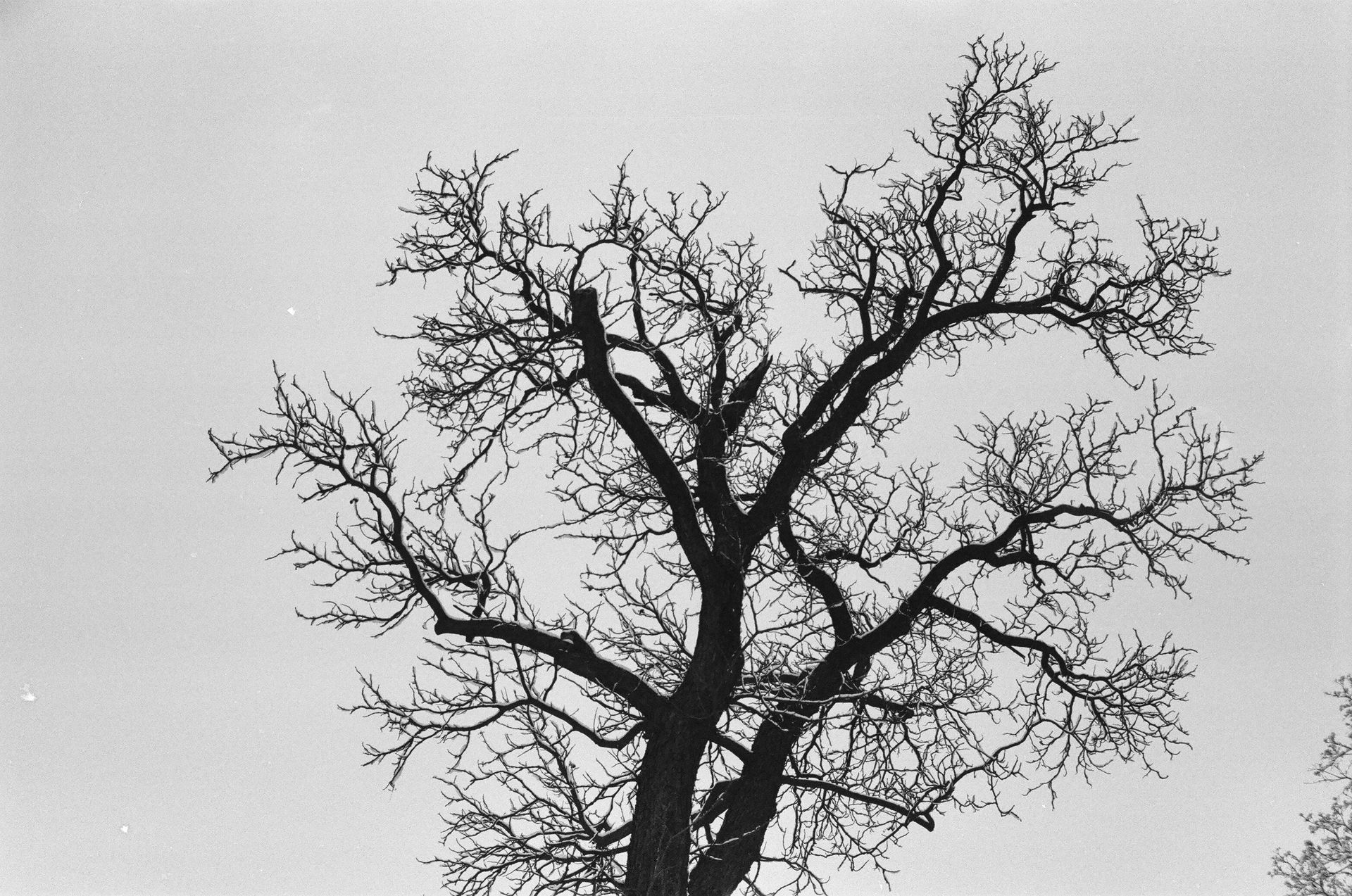 Black and white image of a barren oak tree reaching up to a moody, overcast winter sky.