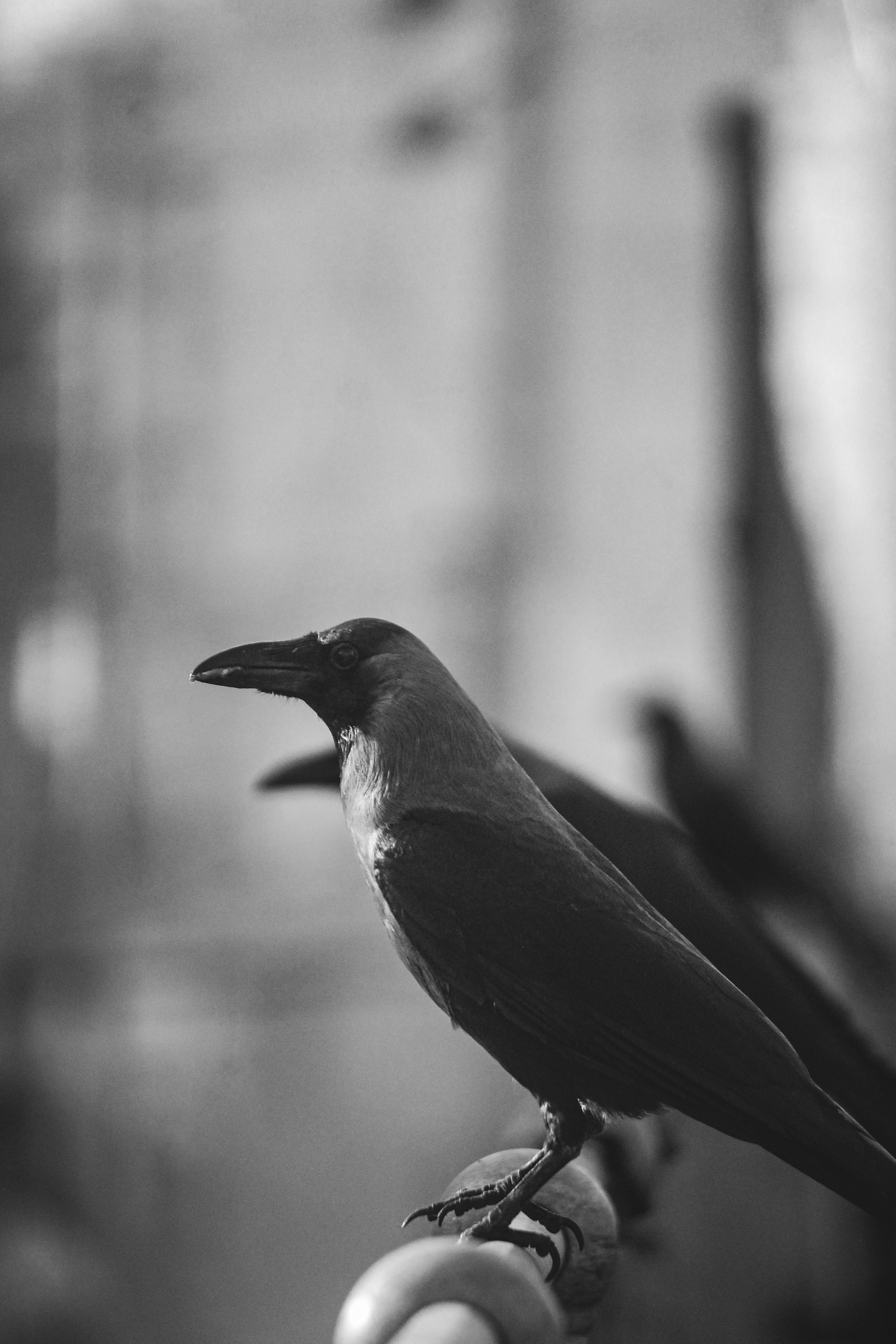 ฟรี ภาพถ่ายขาวดำของอีกาเกาะอยู่บนรางรถไฟ แสดงให้เห็นถึงความแตกต่างของแสงเงาและรายละเอียดของพื้นผิวอย่างชัดเจน คลังภาพถ่าย