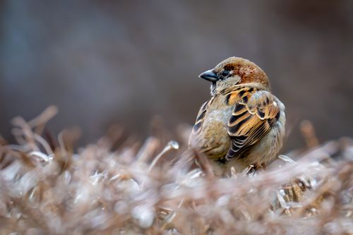 Free A detailed shot of a house sparrow perched in natural surroundings with blurred background. Stock Photo