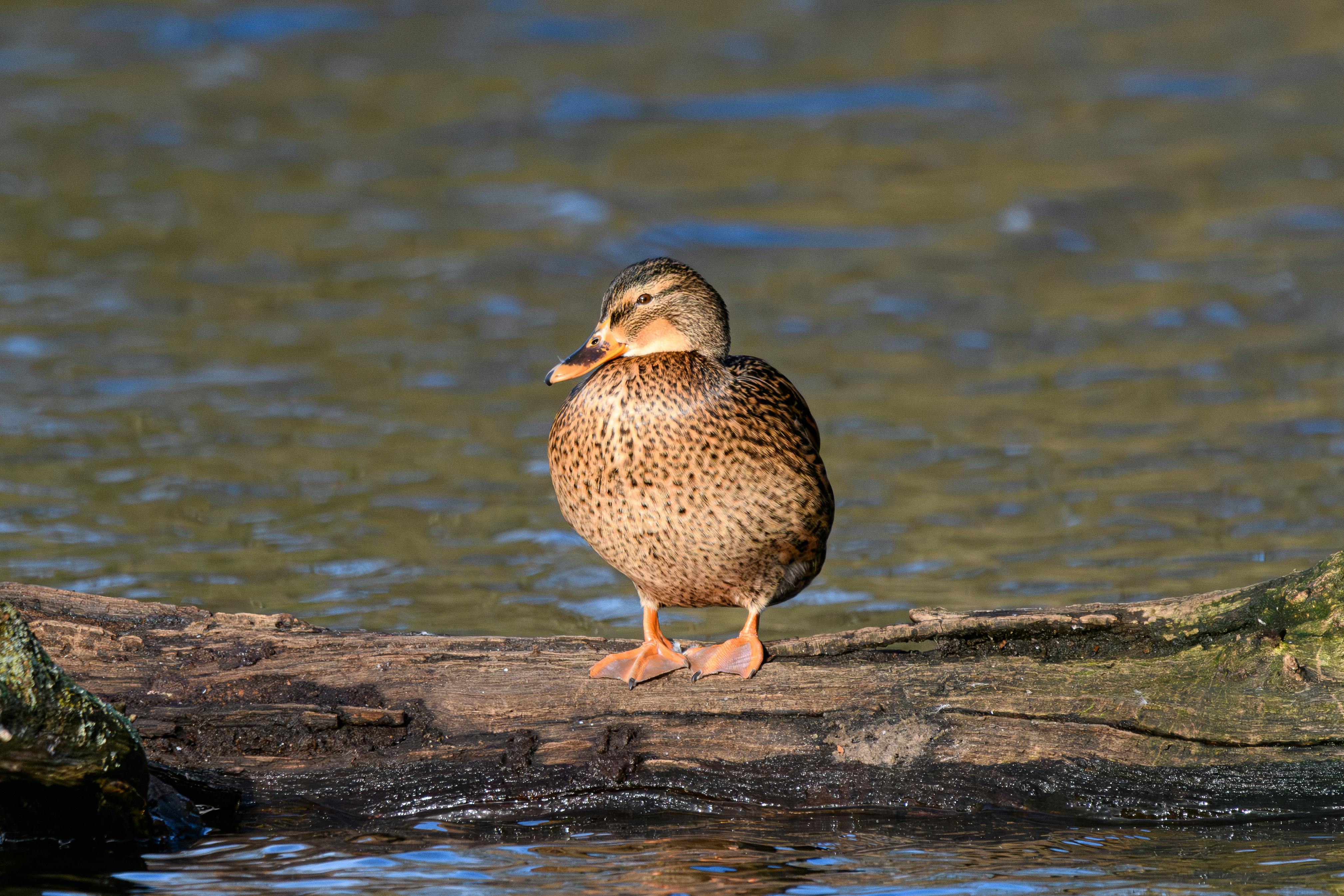 Lei Garden Post feature image