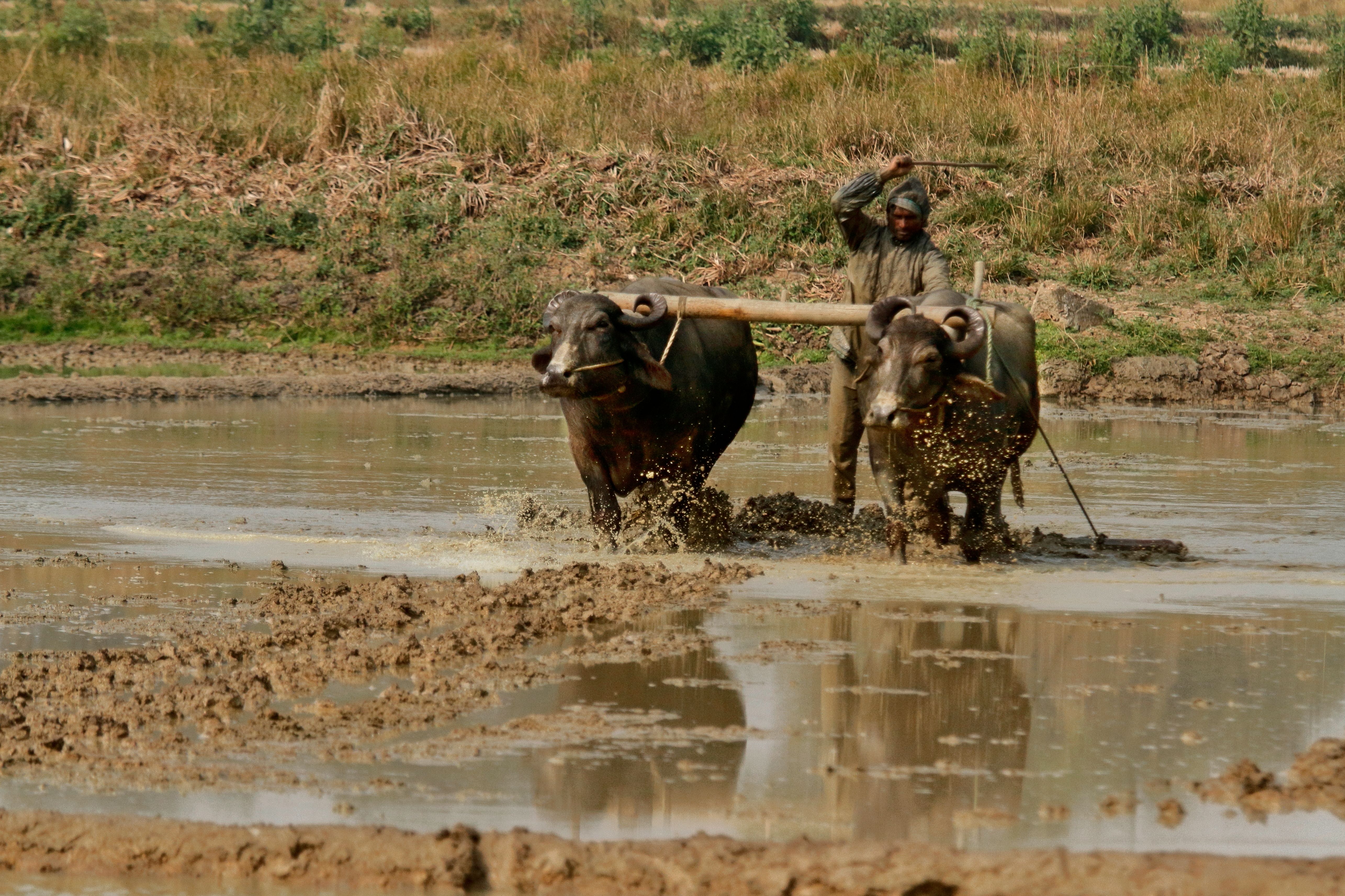 Farmer Ploughing Field with Water Buffalo in Bangladesh · Free Stock Photo