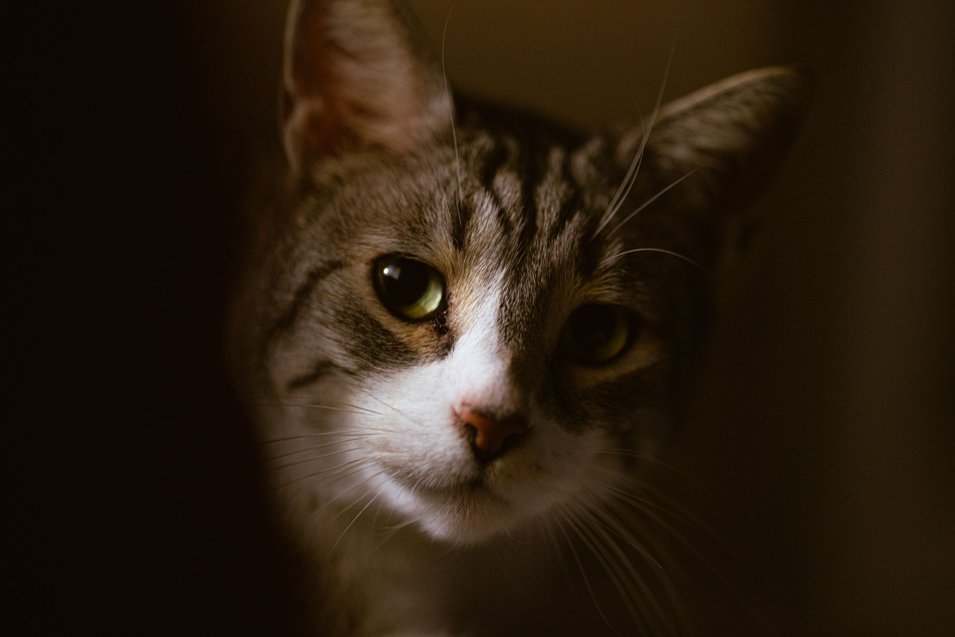 Veterinary care for a cat