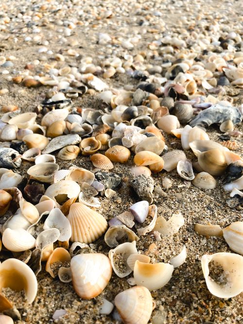 Free Photograph of assorted seashells scattered on a sandy beach at daytime. Stock Photo