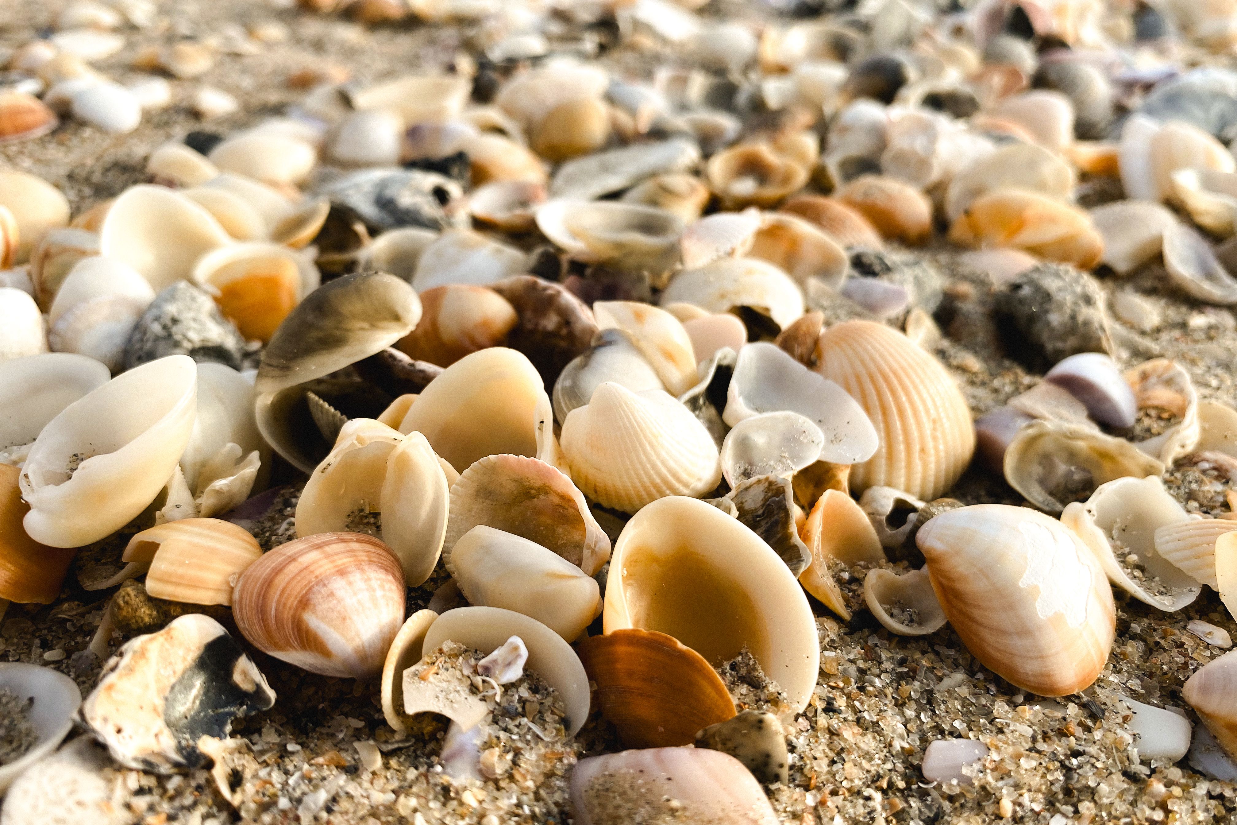 Kostenlos Eine Detailansicht von verschiedenen Muscheln, die auf einem Sandstrand verstreut liegen und die Schönheit der Natur einfangen. Stock-Foto