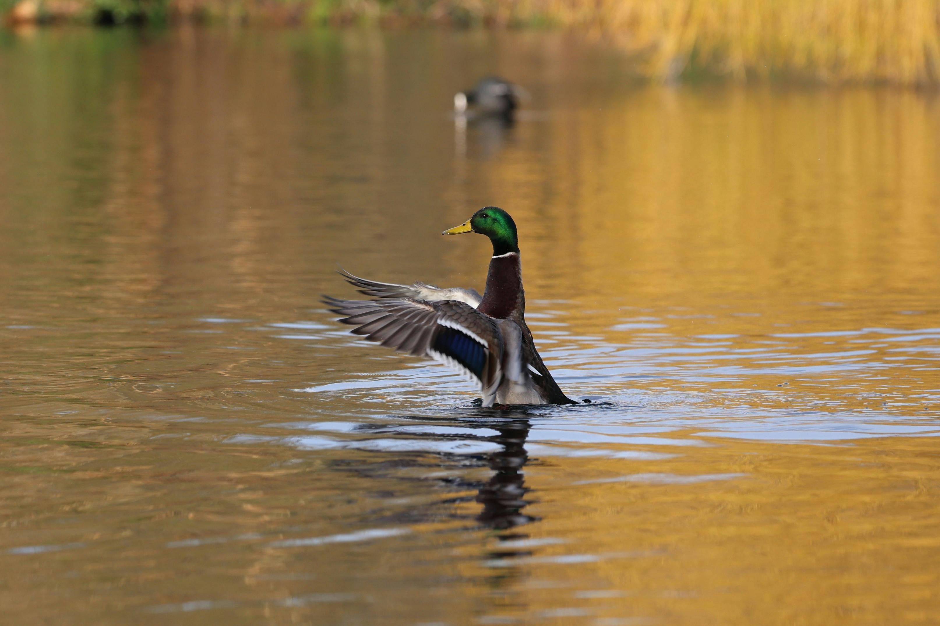 2012 Review of Drake Software — Drake Tax — Photo by ben gunn on Pexels