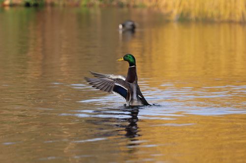 Free Mallard duck with vibrant plumage stretching wings on a serene water surface. Stock Photo