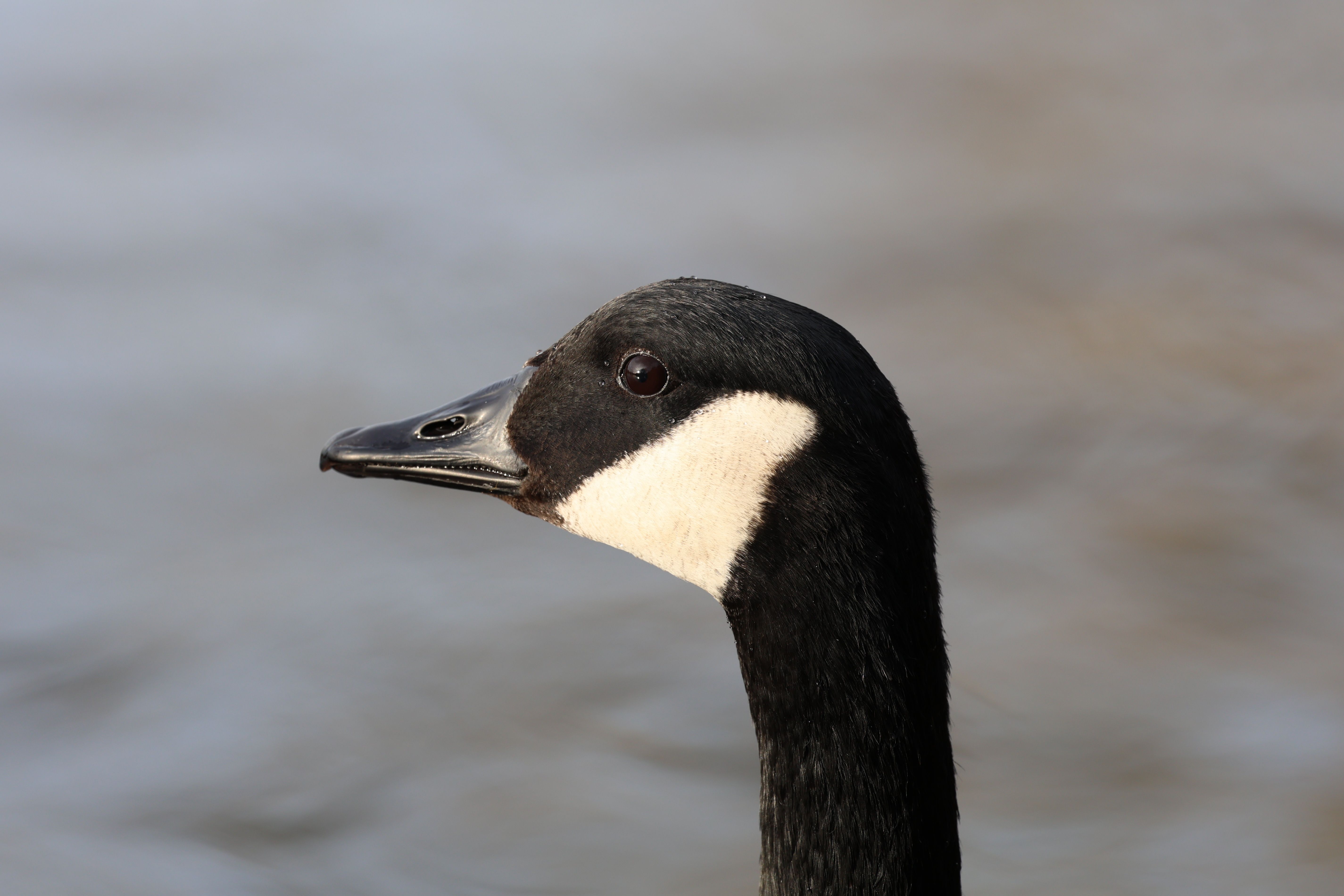 Detailed side profile of a Canada Goose with blurred water backdrop.