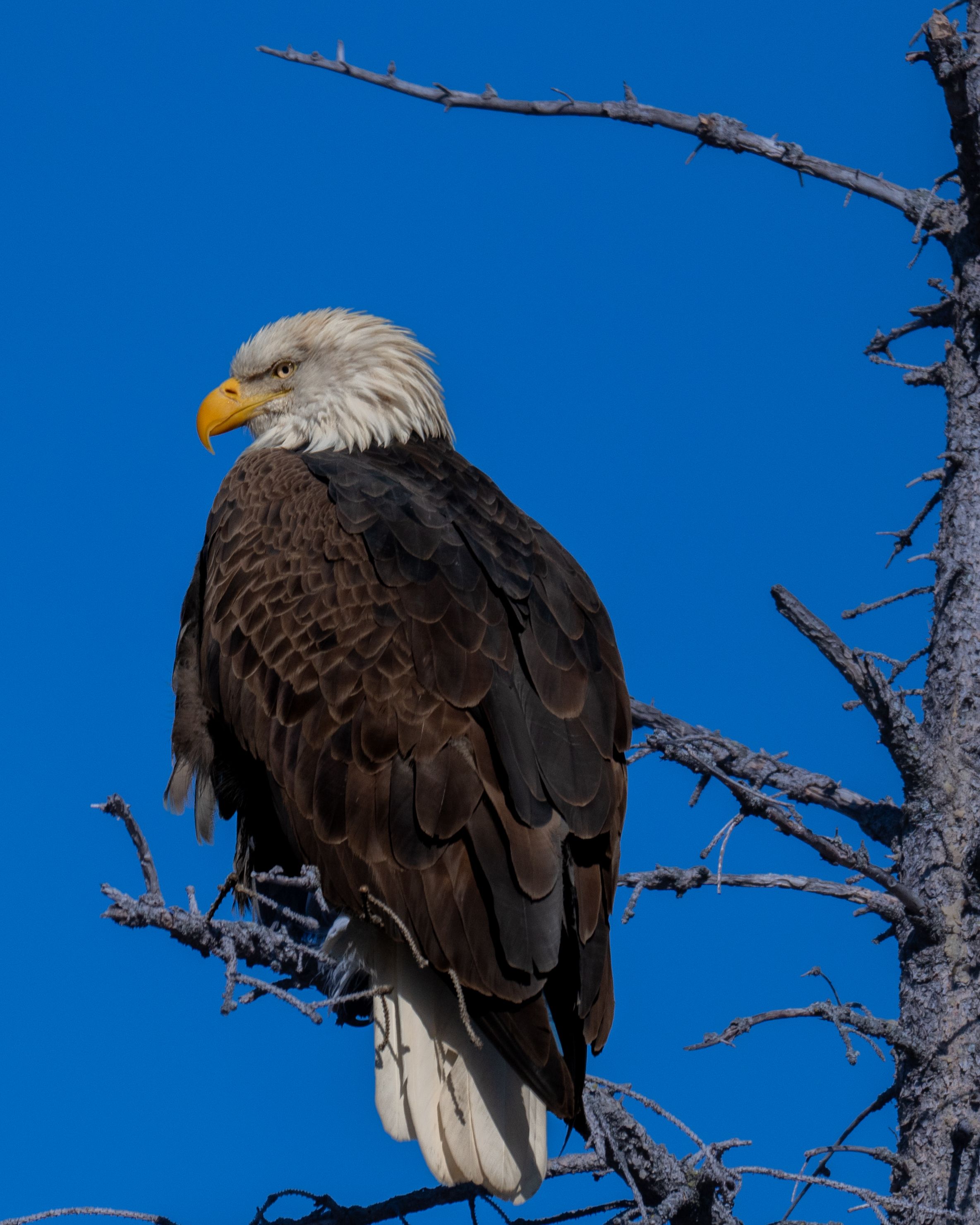 Majestic Bald Eagle on a Tree Branch · Free Stock Photo