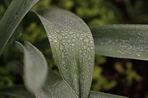 Free Macro shot of a leaf with dew drops, showcasing nature's intricate details. Stock Photo