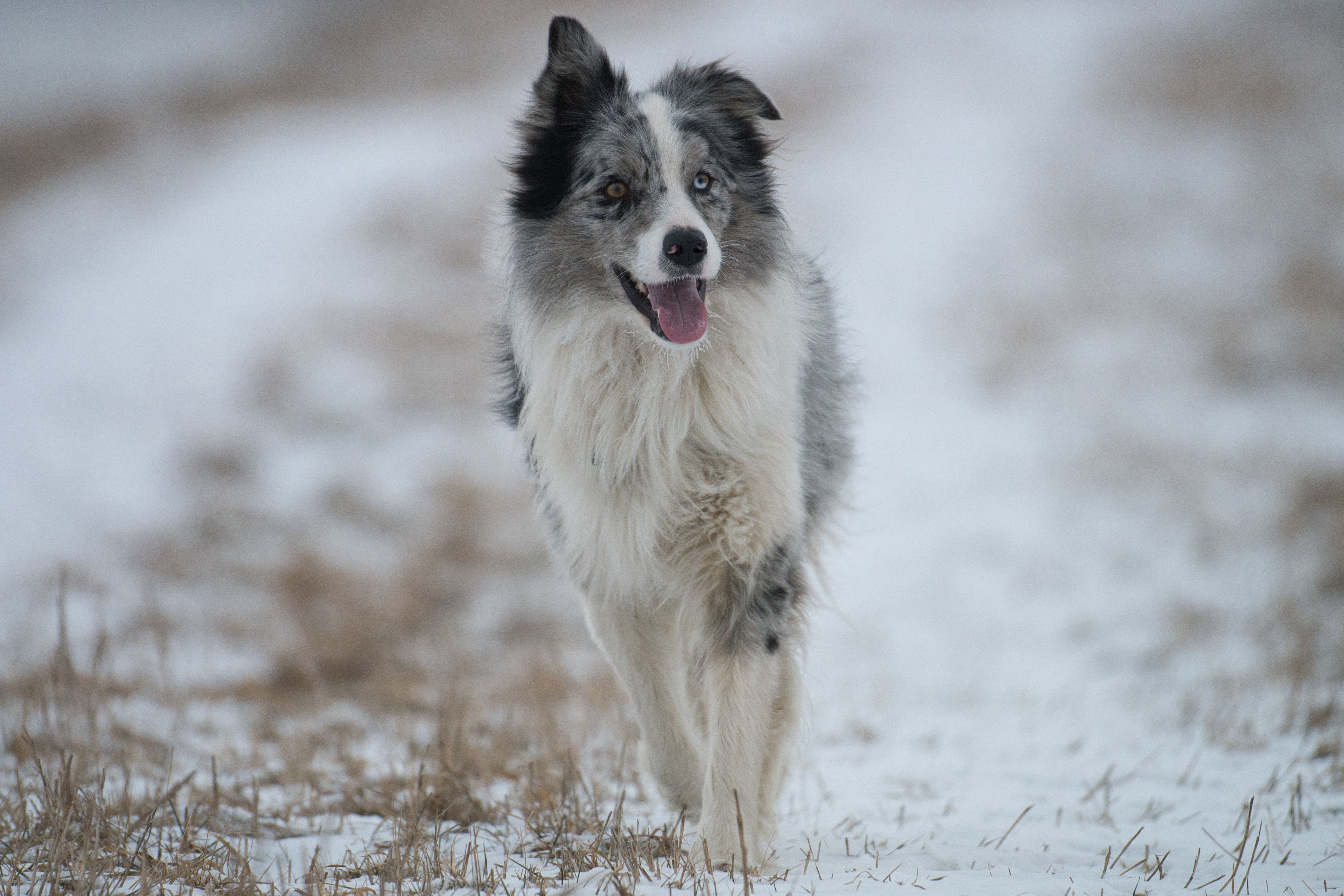 Border Collie joyfully running in a snowy field in Poprad, Slovakia.