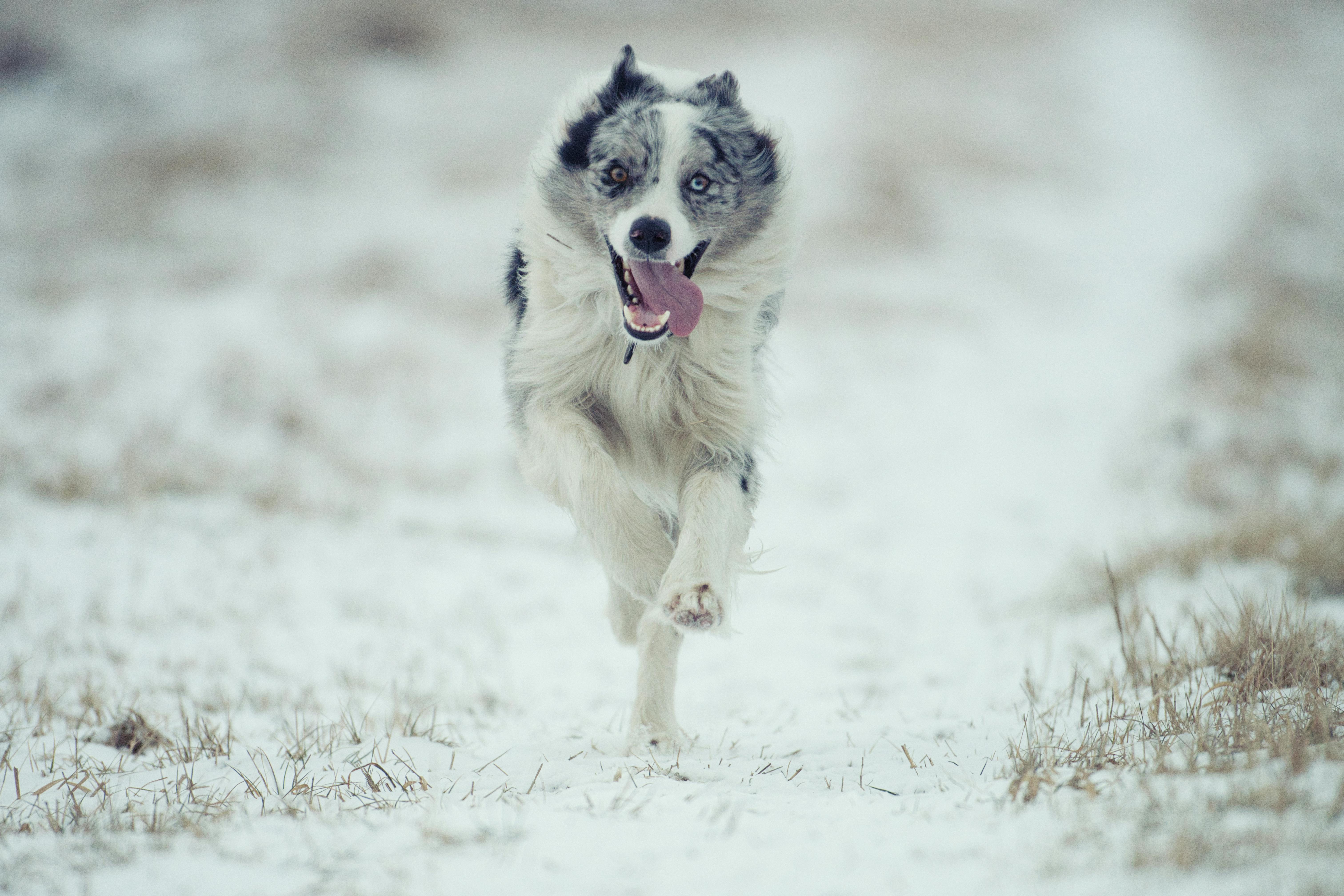 pexels-photo-35960832 Quel est le meilleur chien pour une maison ? La réponse dépend de vous autant que de lui