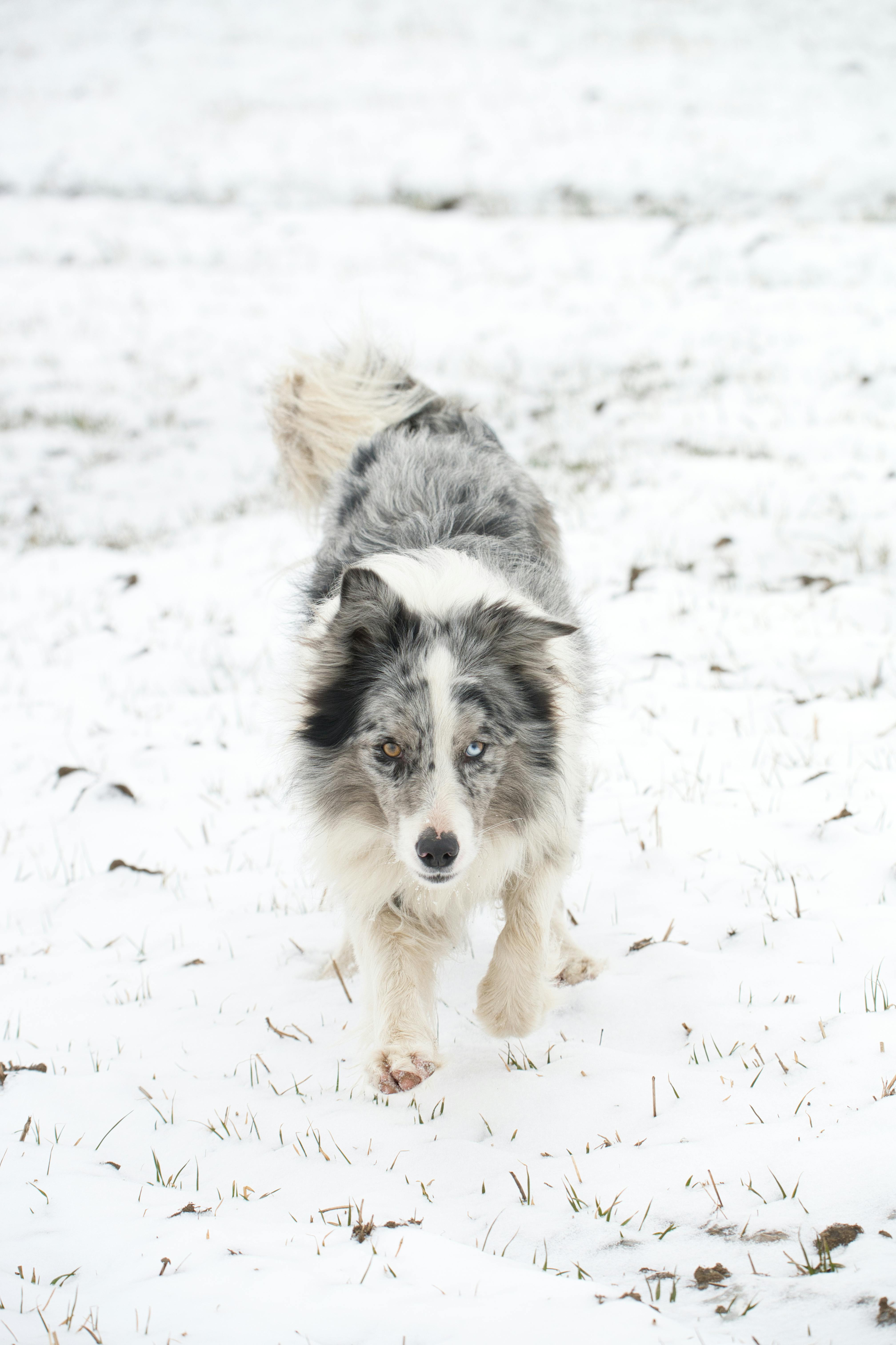 免費 邊境牧羊犬在斯洛伐克波普拉德的雪地探索。 圖庫相片