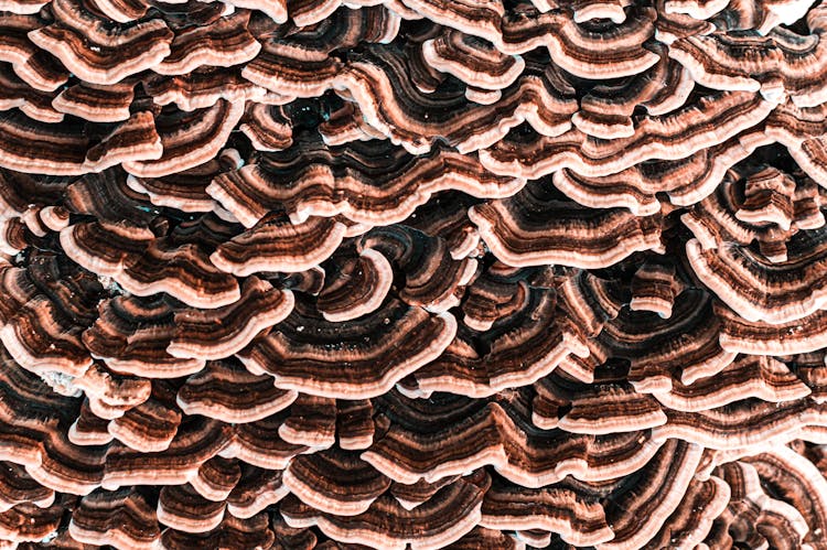 Cluster Of Brown Mushrooms