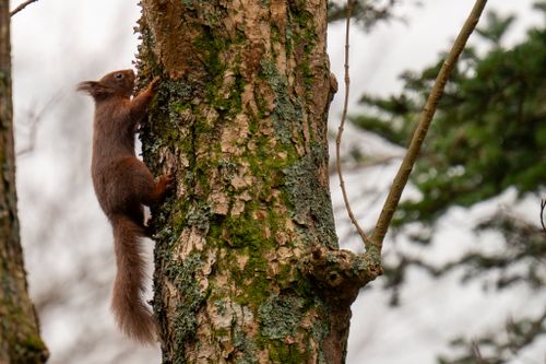 Free A charming red squirrel climbs a tree in a natural forest environment. Stock Photo