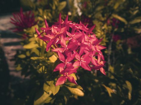 Detailed photograph of pink Ixora flowers in sunlight, showcasing vibrant colors and intricate floral structures.