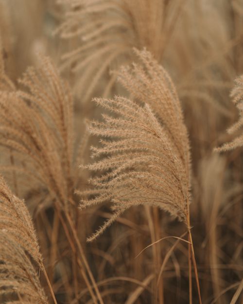 Free Close-up of golden pampas grass swaying gently in the wind, creating a serene autumnal scene. Stock Photo