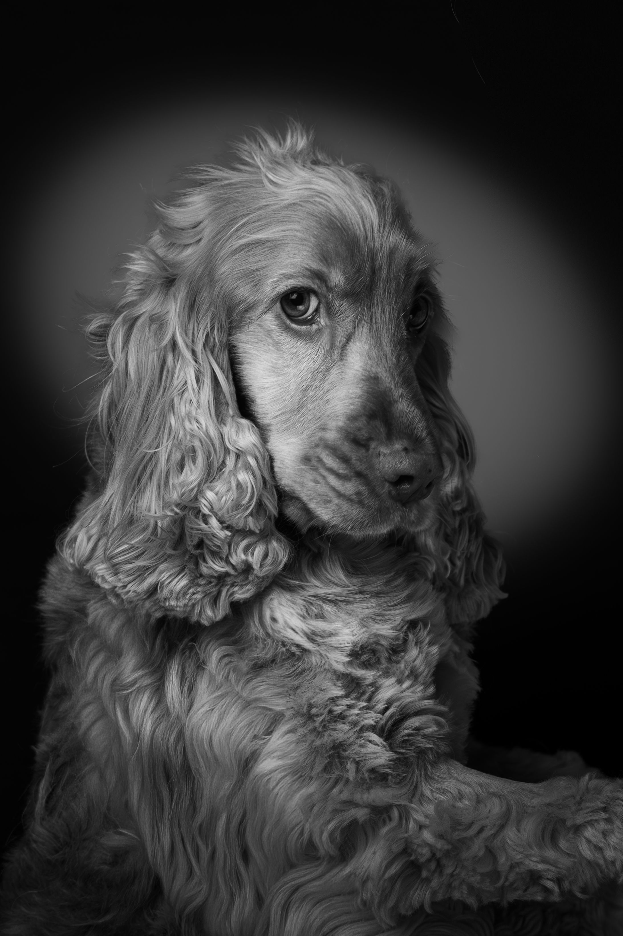 Elegant Cocker Spaniel Portrait in Black and White · Free Stock Photo