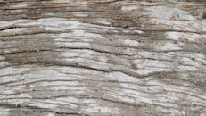 Texture of Weathered Wood Log Close-up