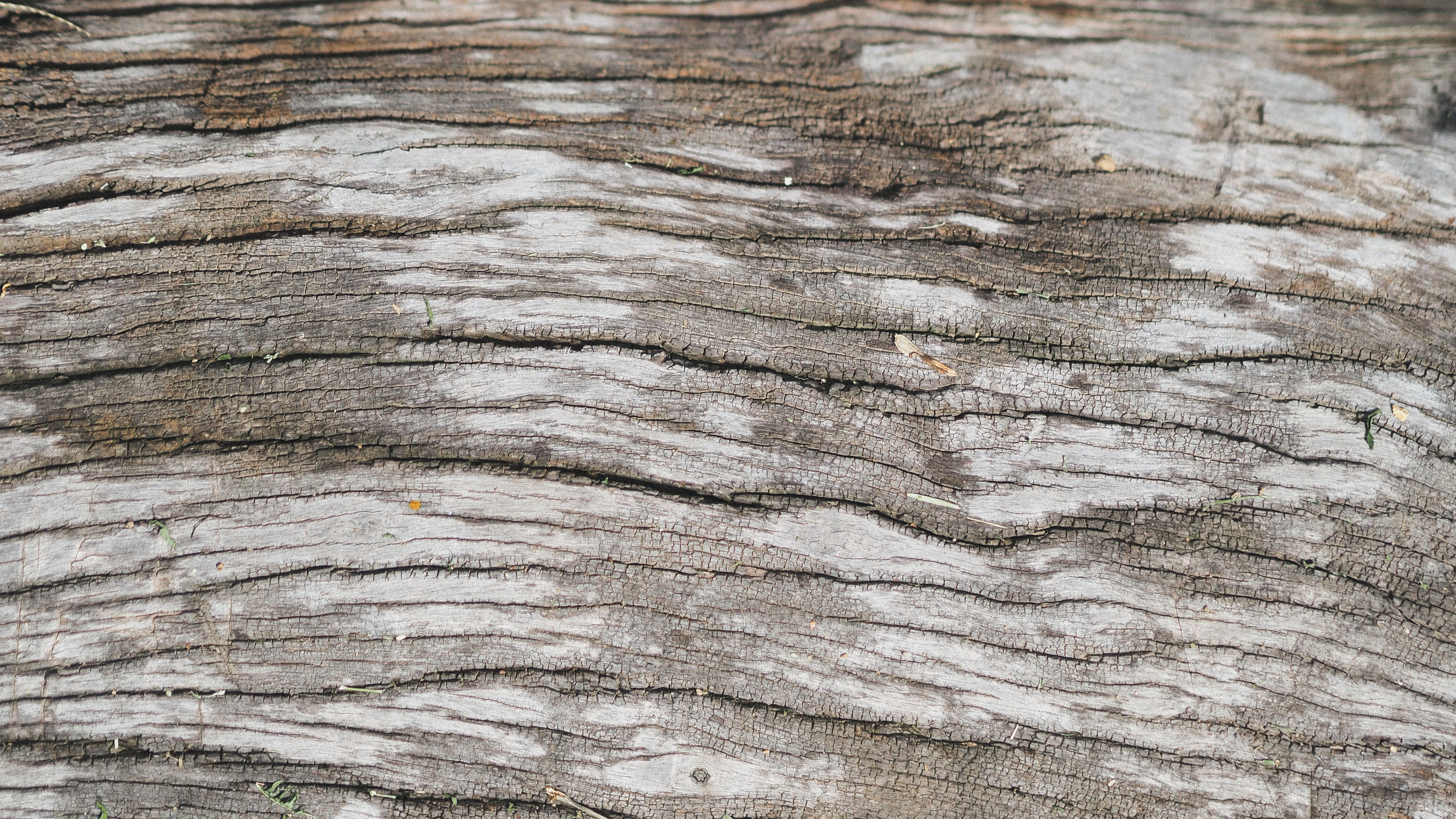 Wood Pattern Photos, Download The BEST Free Wood Pattern Stock Photos ...