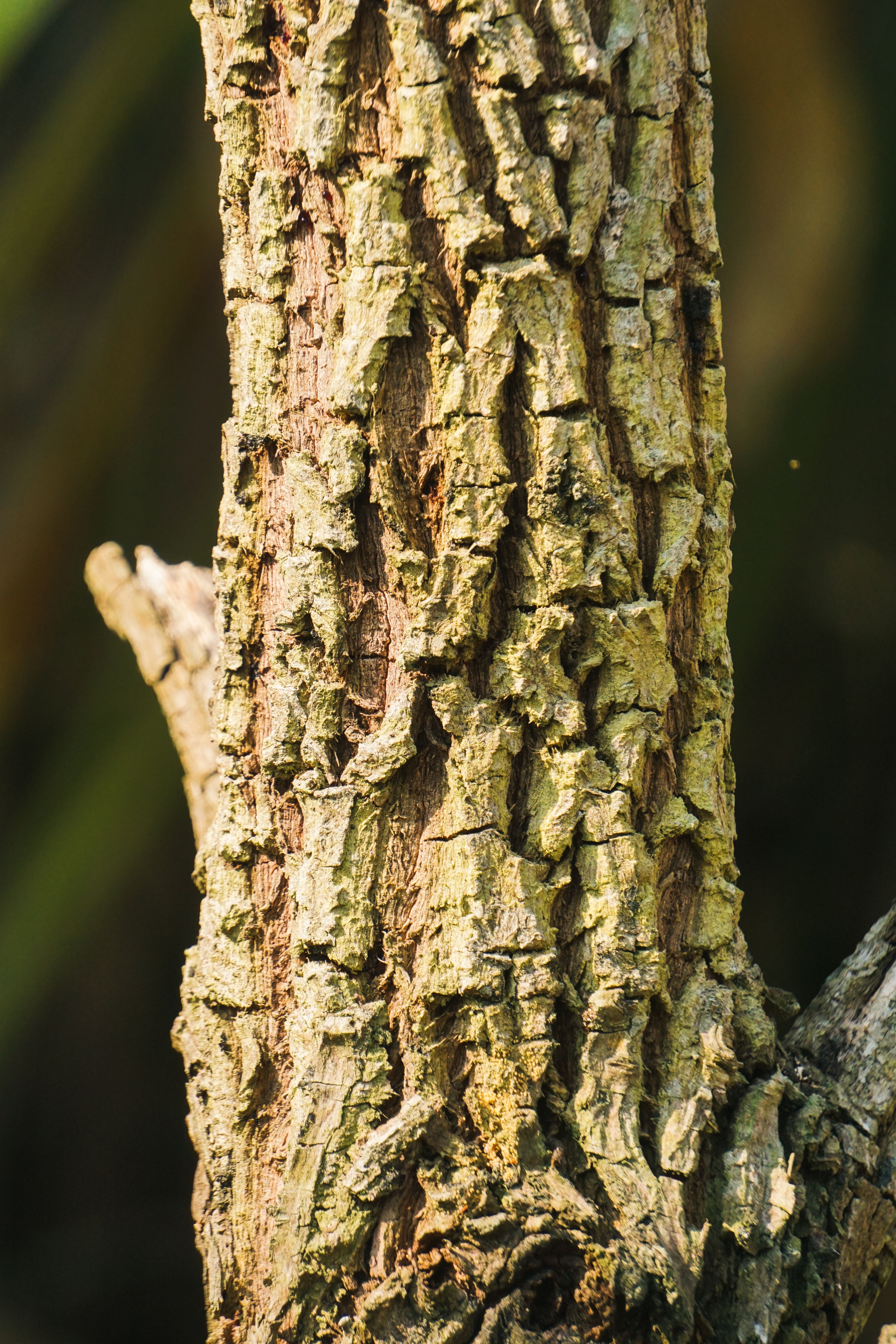 Textured Close-Up of Tree Bark in Thai Forest · Free Stock Photo