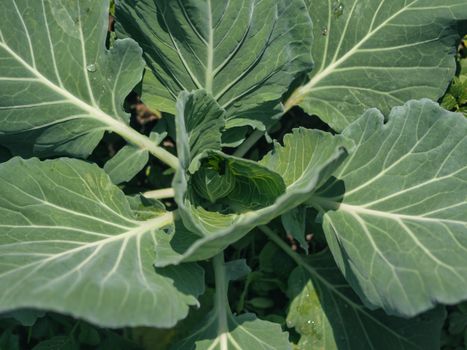 Detailed view of cabbage leaves with natural lighting in an outdoor garden in Nan, Thailand.