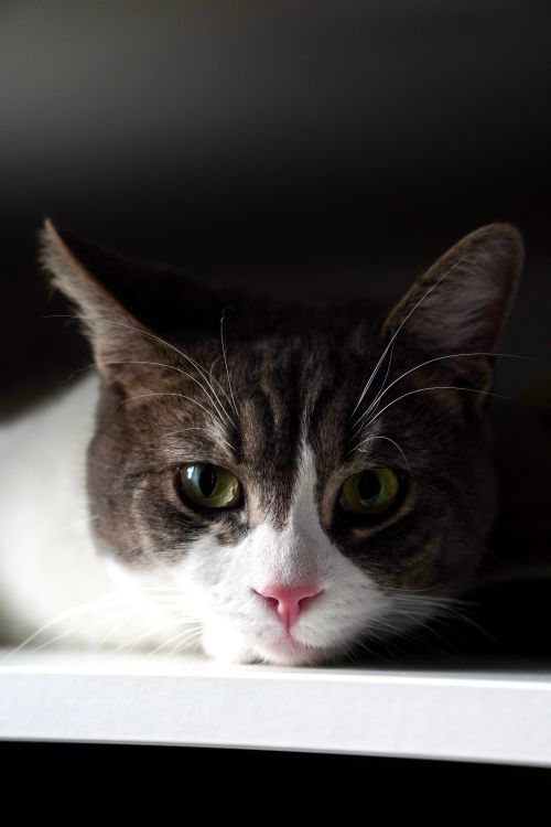 Free A close-up view of a domestic cat resting, capturing its curious expression. Stock Photo