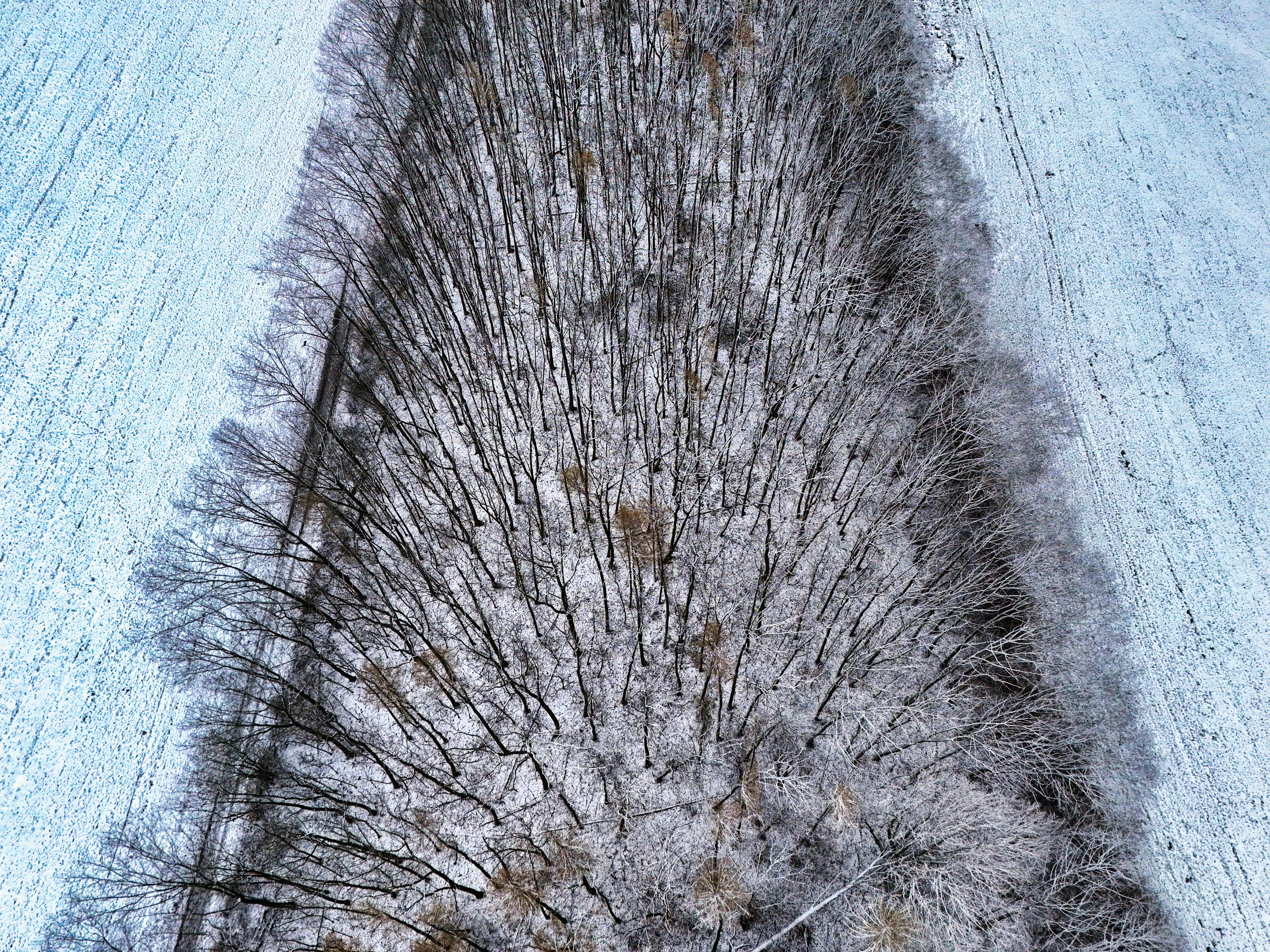 Kostenlos Luftaufnahme eines kargen Winterwaldes mit schneebedecktem Boden, die die Essenz des Winters einfängt. Stock-Foto